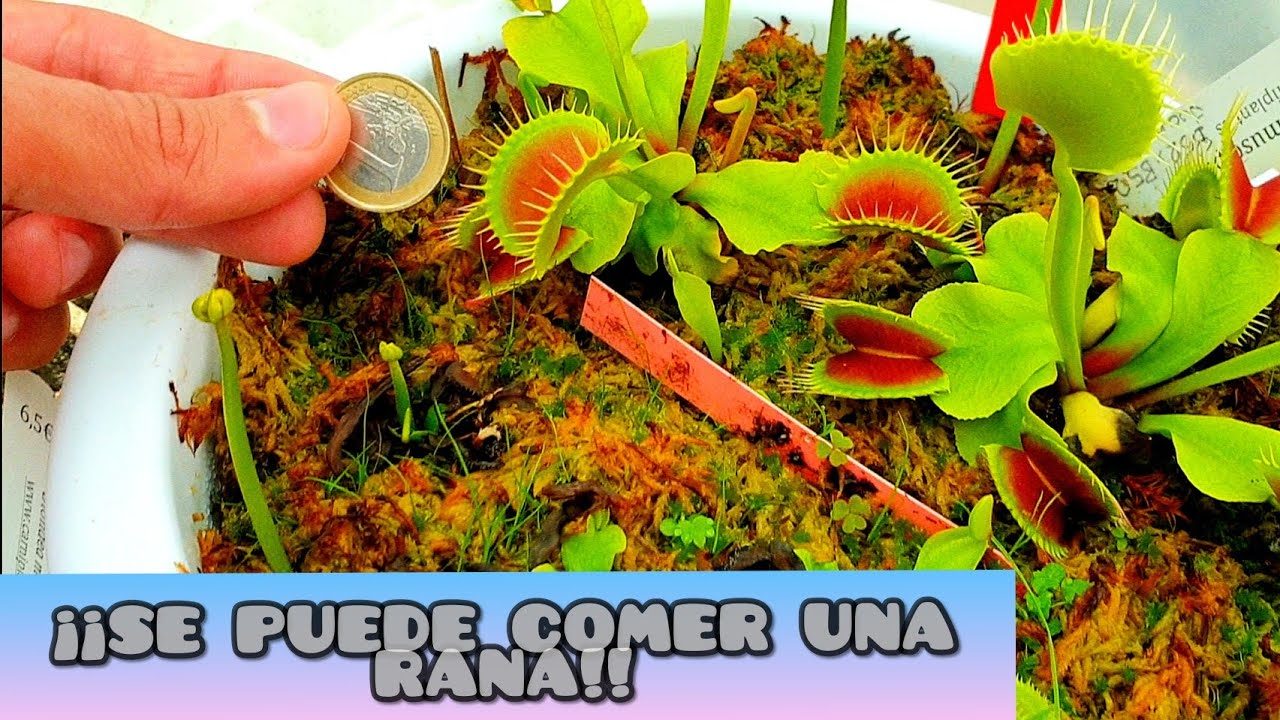 Carniplant Y Sus Super Plantas CarnÍvoras Acuarios 4k